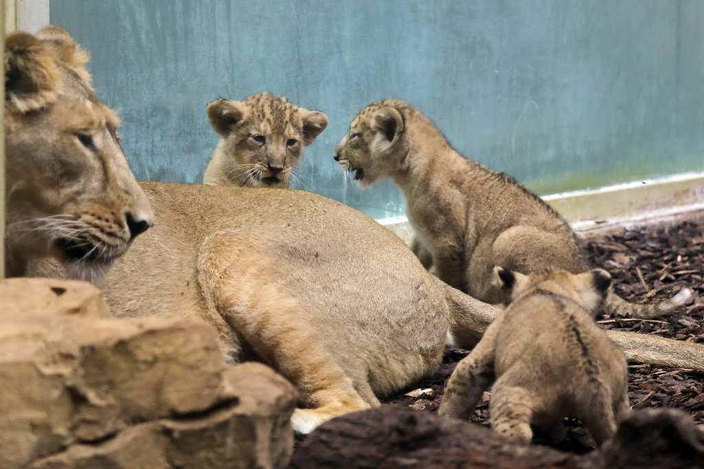 574B4579_c.jpg -  Asiatic lion  ( Asiatischer Löwe )