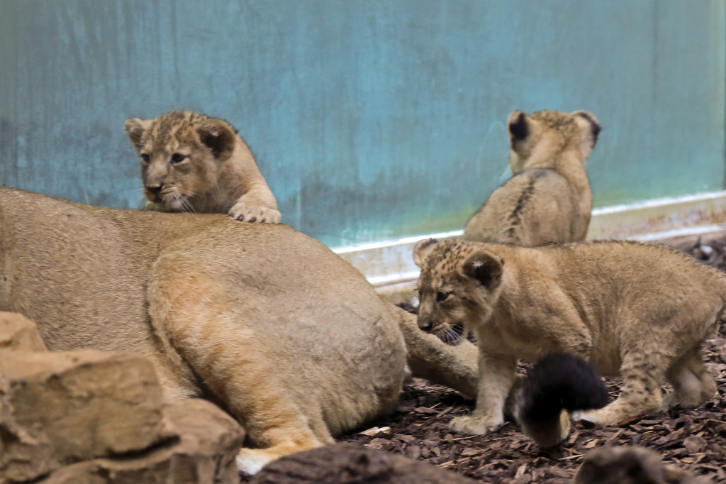 574B4582_c.jpg -  Asiatic lion  ( Asiatischer Löwe )