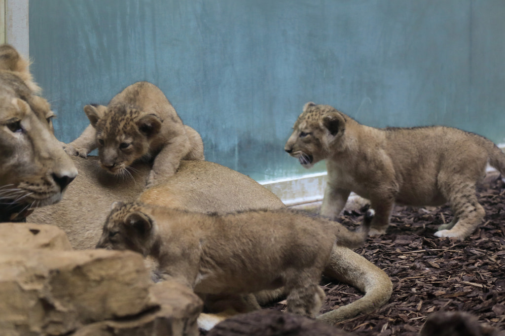 574B4584_c.jpg -  Asiatic lion  ( Asiatischer Löwe )