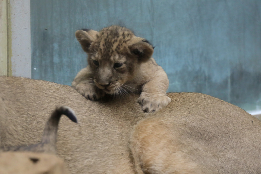 574B4586_c.jpg -  Asiatic lion  ( Asiatischer Löwe )