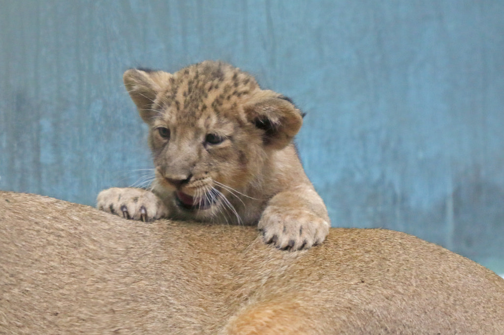574B4587_c.jpg -  Asiatic lion  ( Asiatischer Löwe )