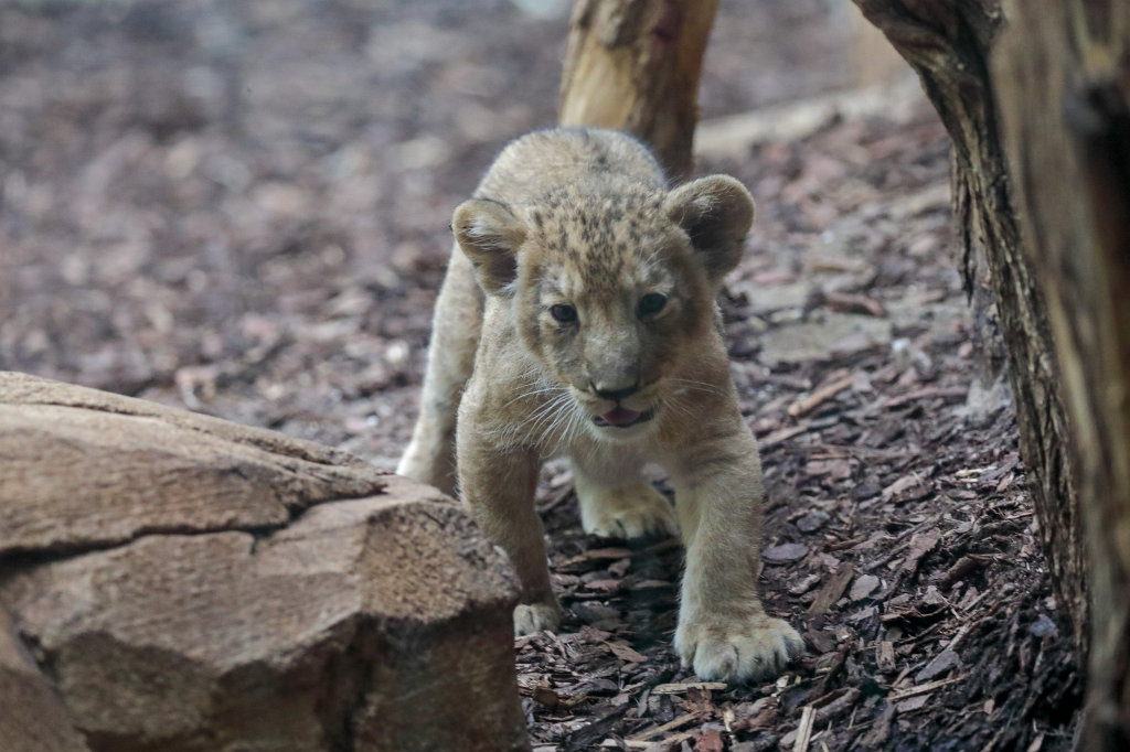 574B4594_c.jpg -  Asiatic lion  ( Asiatischer Löwe )