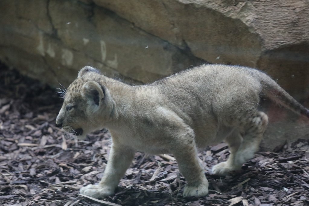 574B4598.JPG -  Asiatic lion  ( Asiatischer Löwe )