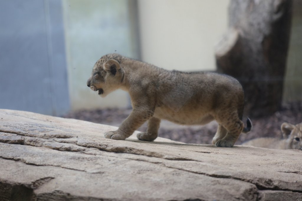 574B4608.JPG -  Asiatic lion  ( Asiatischer Löwe )