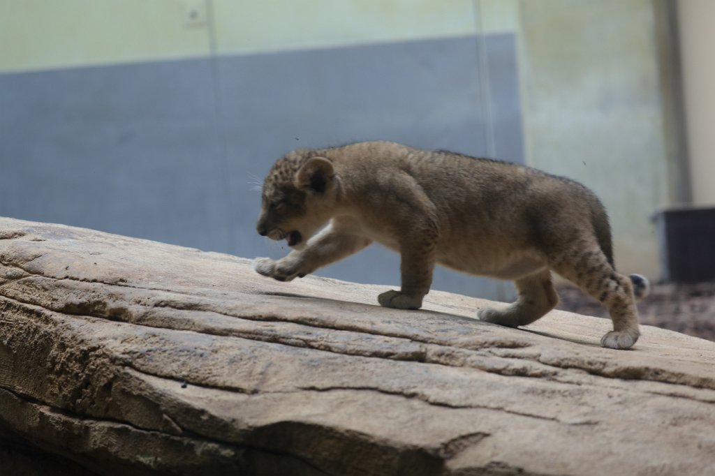 574B4609.JPG -  Asiatic lion  ( Asiatischer Löwe )