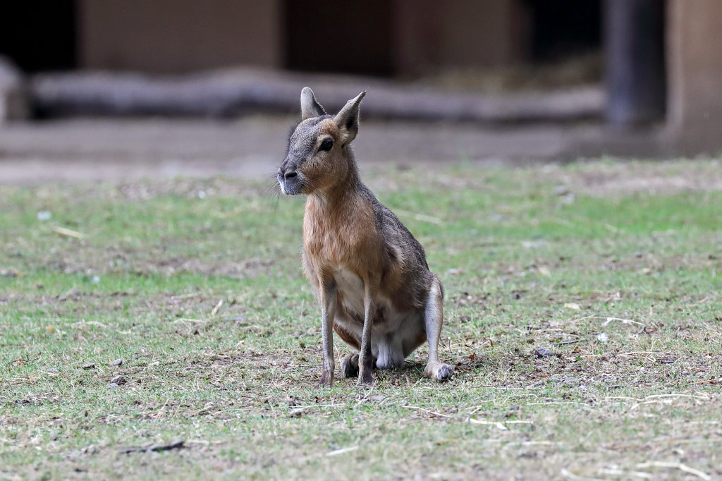 574B4660_c.jpg -  Patagonian mara  ( Großer Pampashase )