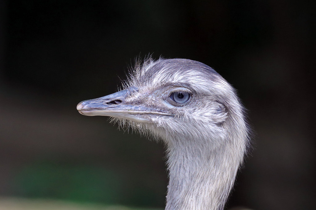 574B4662_c.jpg -  Greater rhea  ( Nandu )