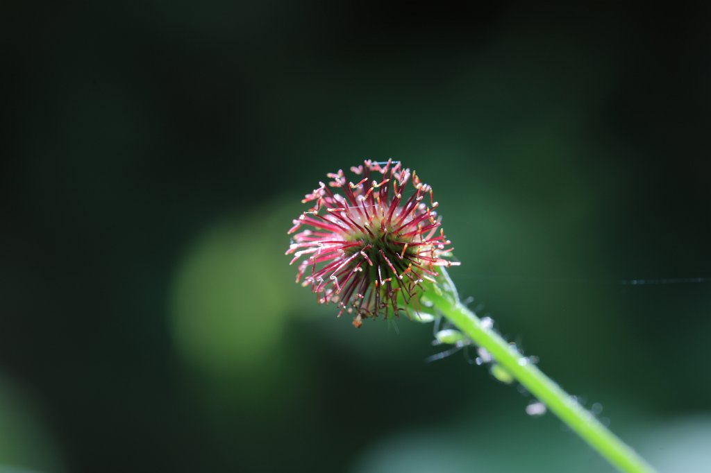 574B4697.JPG - Flower