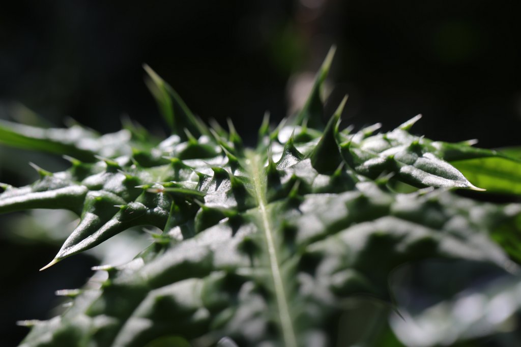 574B4703.JPG - Thorns