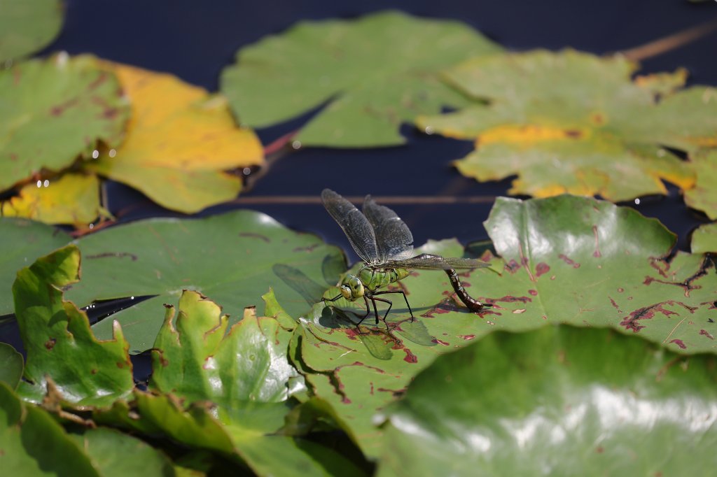 574B4723.JPG - Female  southern hawker  (Weibliche  blaugrüne Mosaikjungfer )