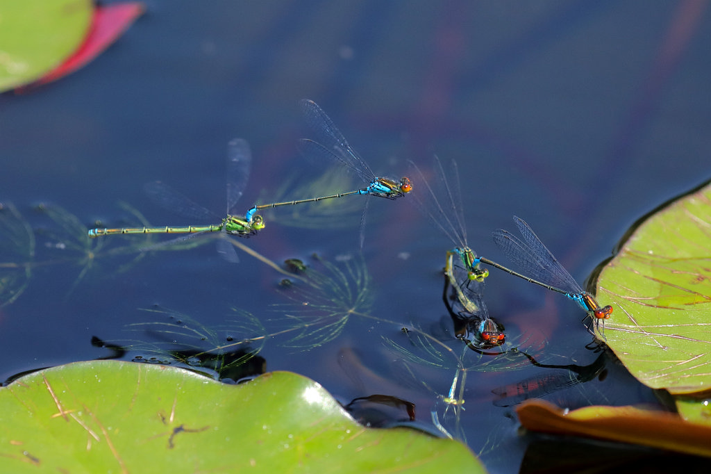 574B4724_c.jpg -  Lestes sponsa   damselfly  ( Gemeine Binsenjungfer  )