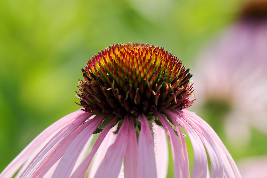 574B4753_c.jpg -  Echinacea purpurea  ( Purpur-Sonnenhut )