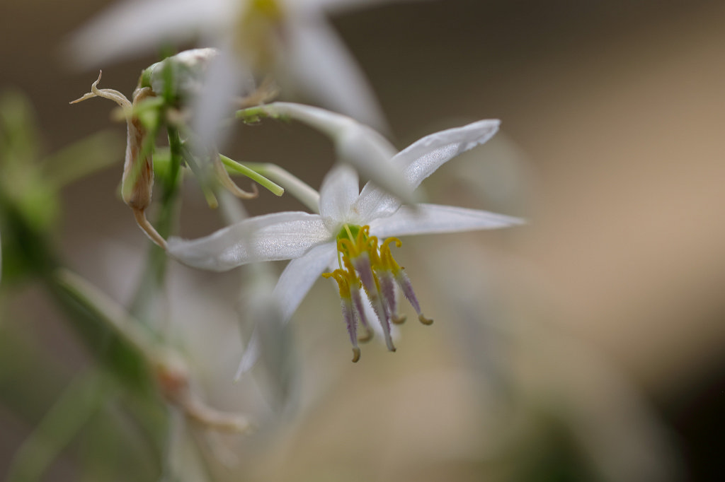 574B4757_c.jpg - Flower in the  Palmengarten   Frankfurt 