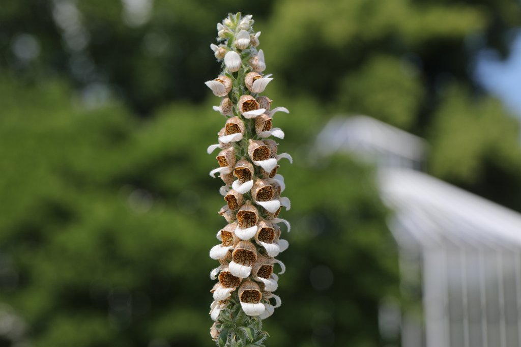 574B4778.JPG - Flower in the  Palmengarten   Frankfurt 