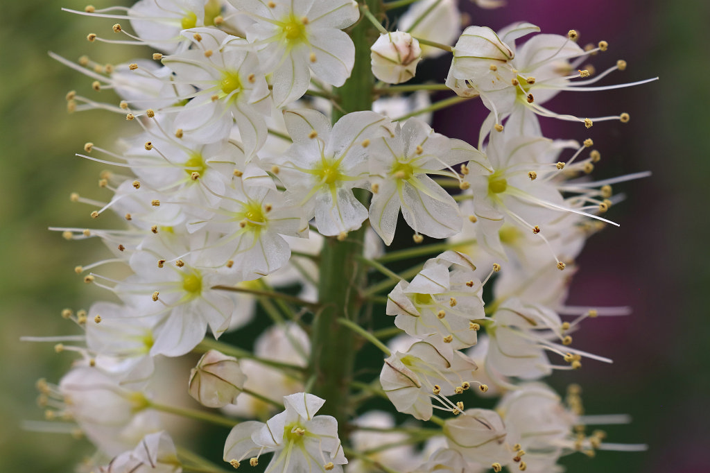 574B4829_c.jpg - Flower in the  Palmengarten   Frankfurt 