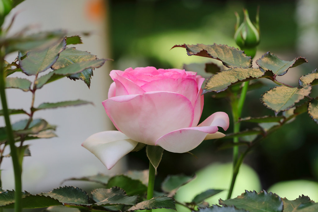 574B4842_c.jpg -  Rose 