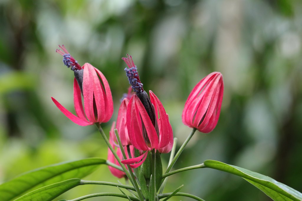 574B4877.JPG -  Pavonia multiflora 