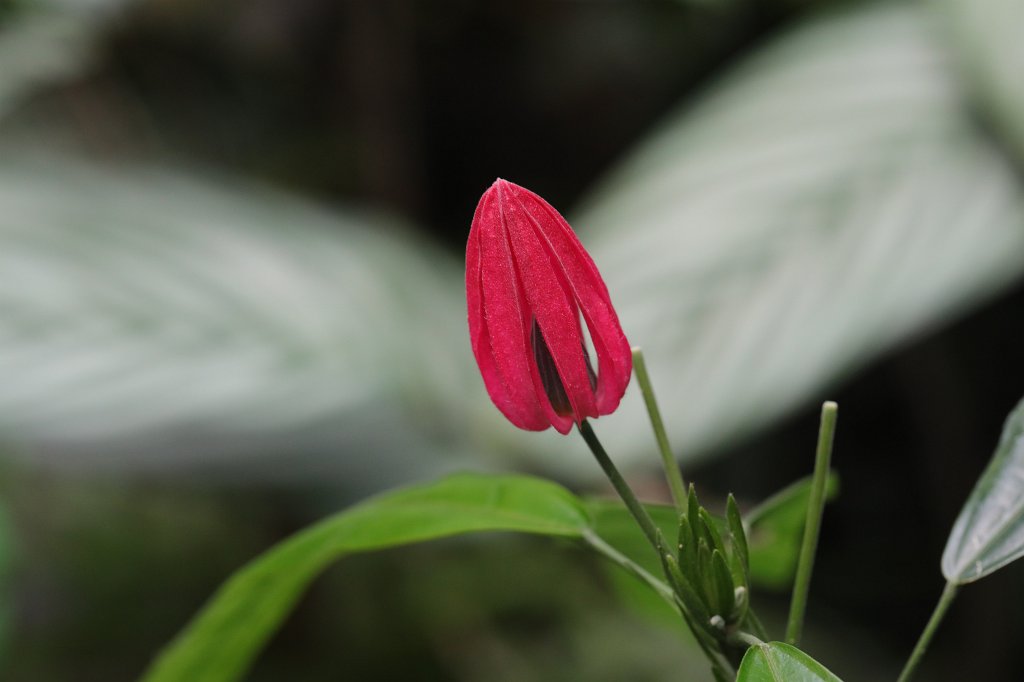 574B4879.JPG -  Pavonia multiflora 