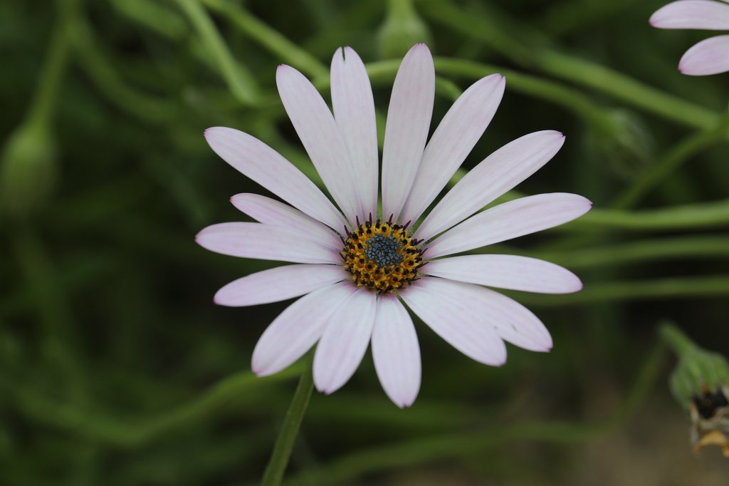 574B4929.JPG -  Dimorphotheca  caulescens