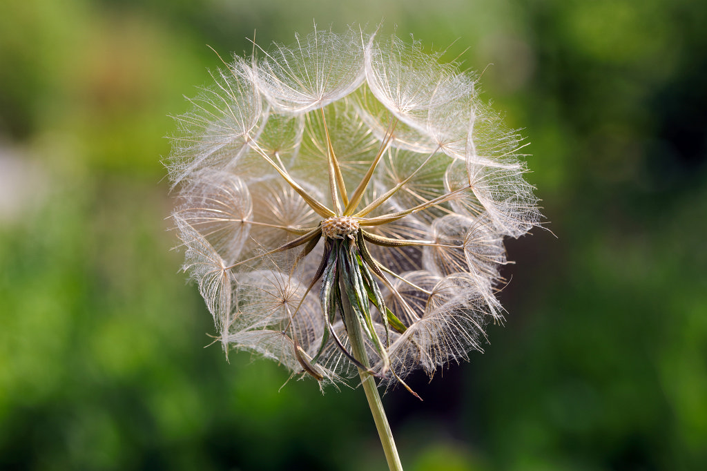 574B4948_c.jpg - Blow ball