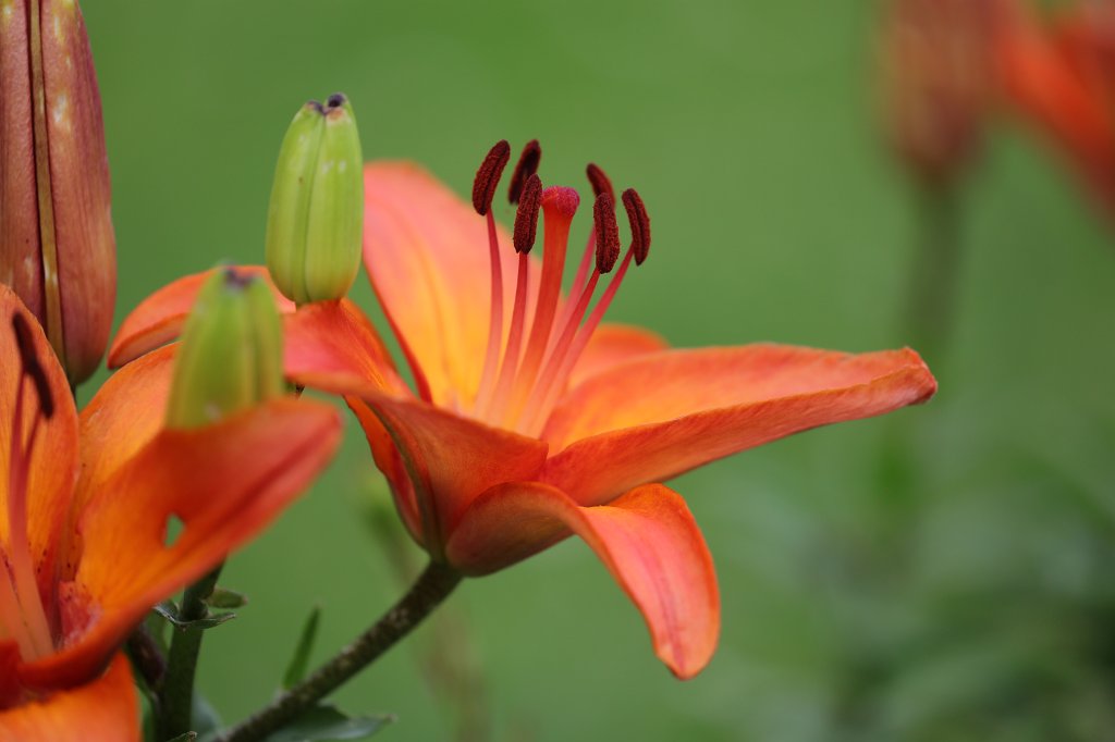 574B4976.JPG - Flower in the  Palmengarten   Frankfurt 