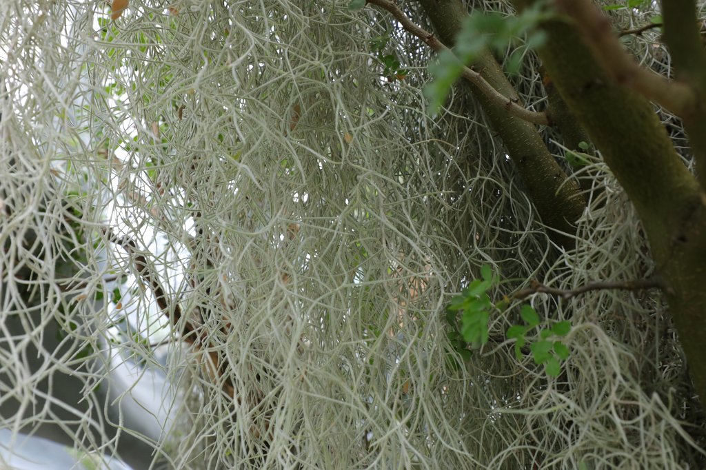 574B5010.JPG - Curtain