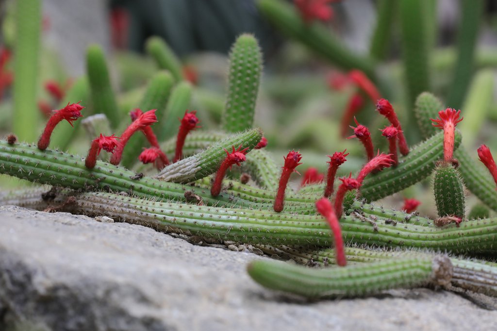 574B5012.JPG - Cactus flowers