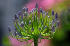 Agapanthus