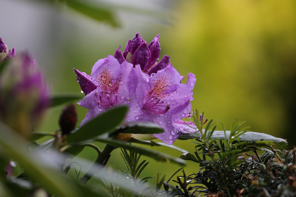 574B3916.JPG -  Rhododendron 