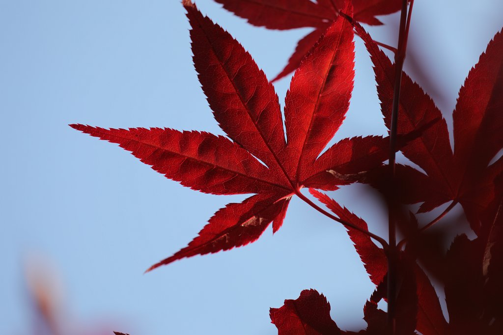 574B3947.JPG -  Acer japonicum  leaves (Blätter des  Japanischen Ahorns )