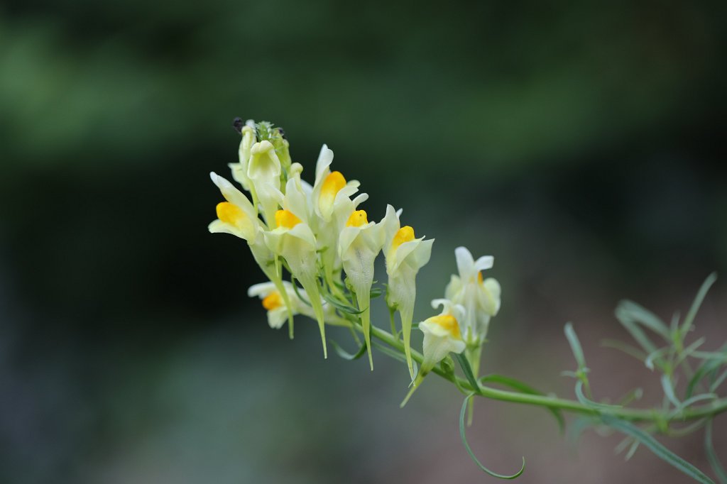 574B5095.JPG -  Toadflax  ( Leinkraut )