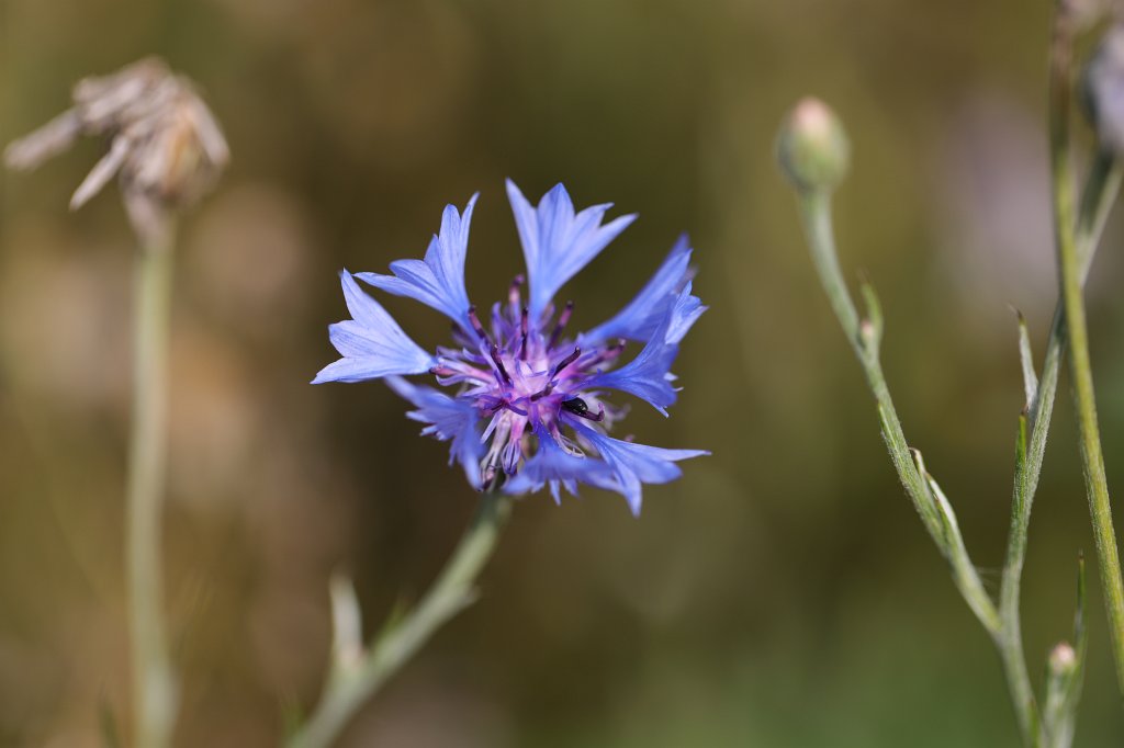 574B5129.JPG -  Cornflower  ( Kornblume )