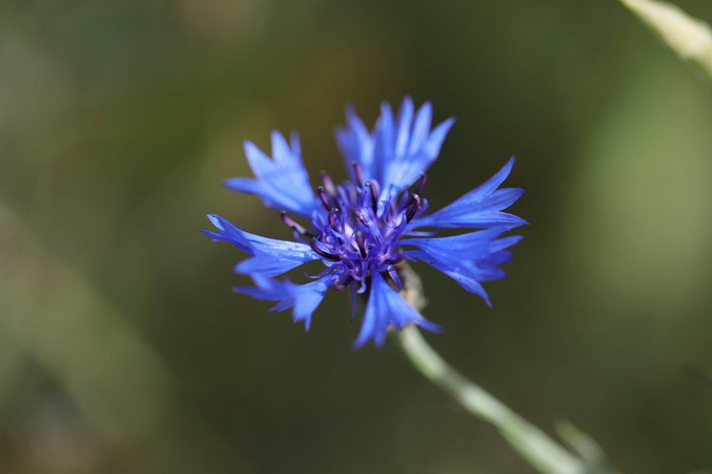 574B5136.JPG -  Cornflower  ( Kornblume )