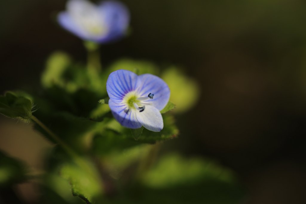 574B5156.JPG -  Veronica  ( Ehrenpreis )