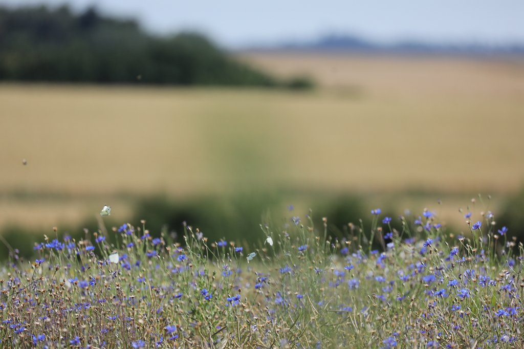 574B5227.JPG - Butterflies on the meadow