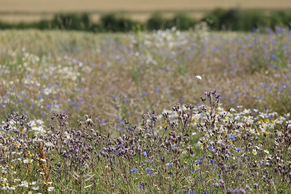 574B5239.JPG - Butterfly on the meadow