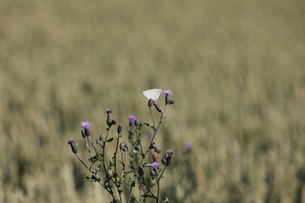 574B5251.JPG - Butterfly on the meadow