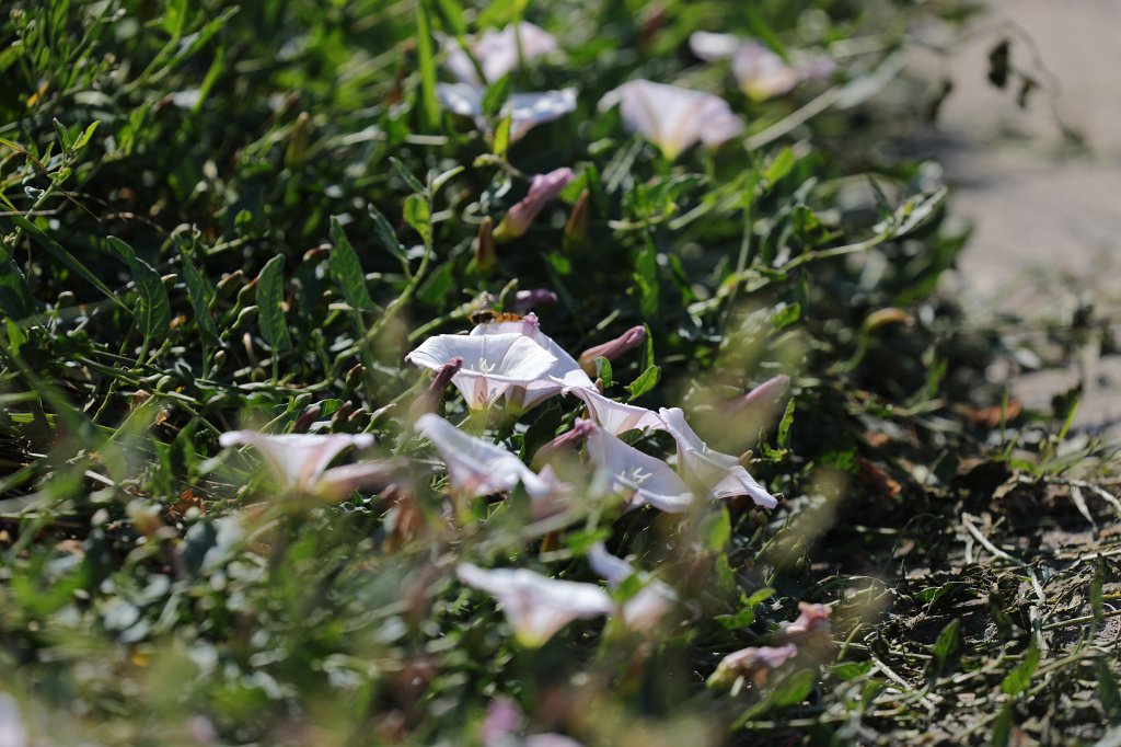 574B5256.JPG -  Morning glory  ( Ackerwinde )