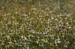 Chamomile