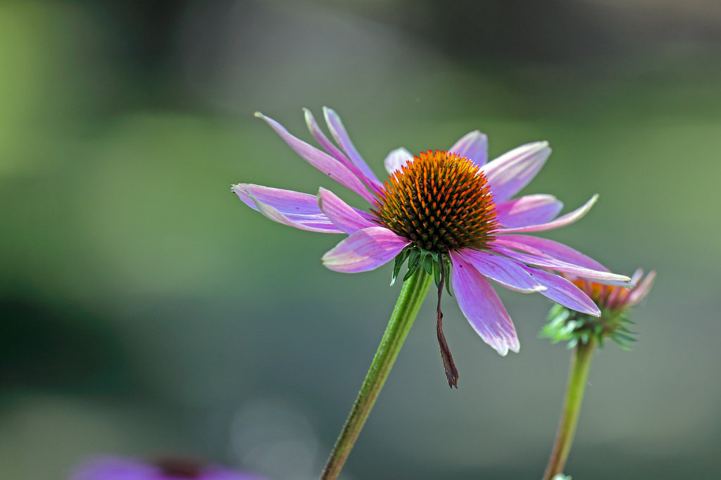 574B5808_c.jpg -  Echinacea  ( Sonnenhut )