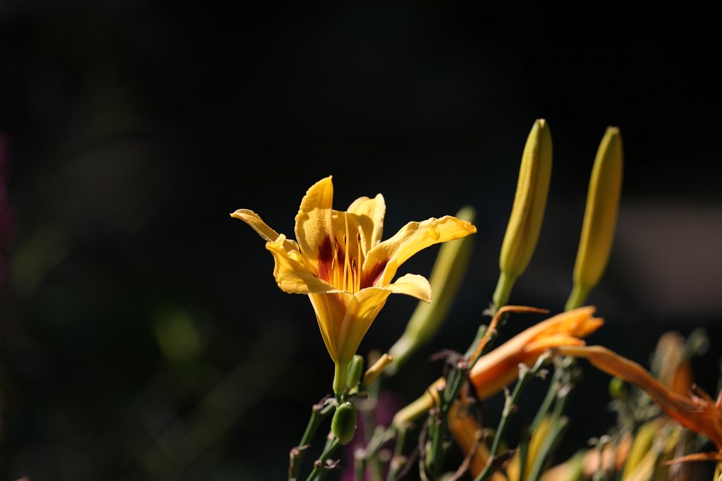 574B5809.JPG -  Daylily  ( Taglilie )