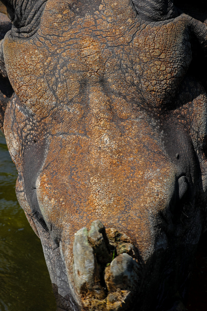 574B5897_c.jpg -  Indian rhinoceros  ( Panzernashorn ) in the  Tierpark Hellabrunn  in  Munich 