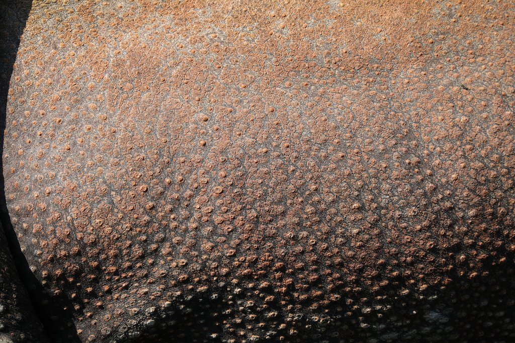 574B5907.JPG -  Indian rhinoceros  ( Panzernashorn ) in the  Tierpark Hellabrunn  in  Munich 