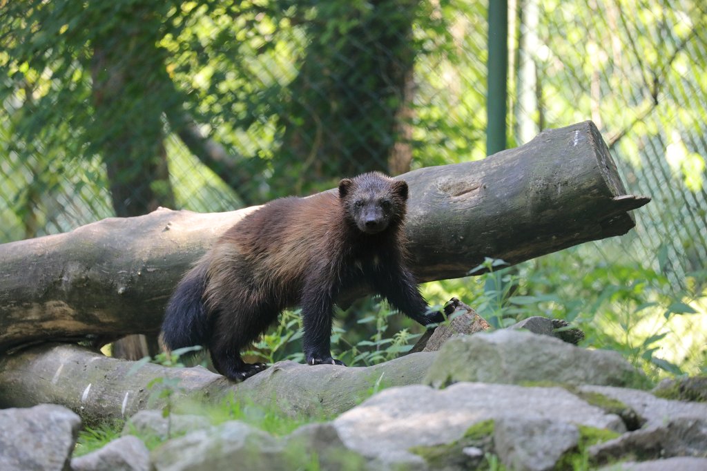 574B5943.JPG -  Wolverine  ( Vielfraß ) in the  Tierpark Hellabrunn  in  Munich 
