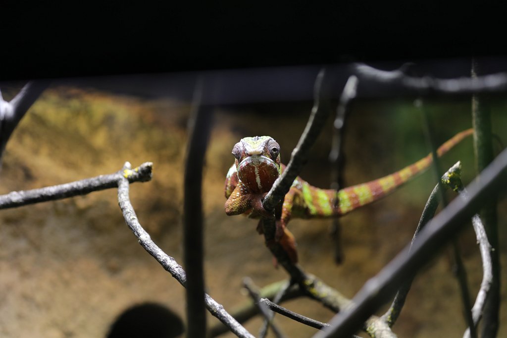 574B6040.JPG -  Chameleon  ( Chamäleon ) in the  Tierpark Hellabrunn  in  Munich 