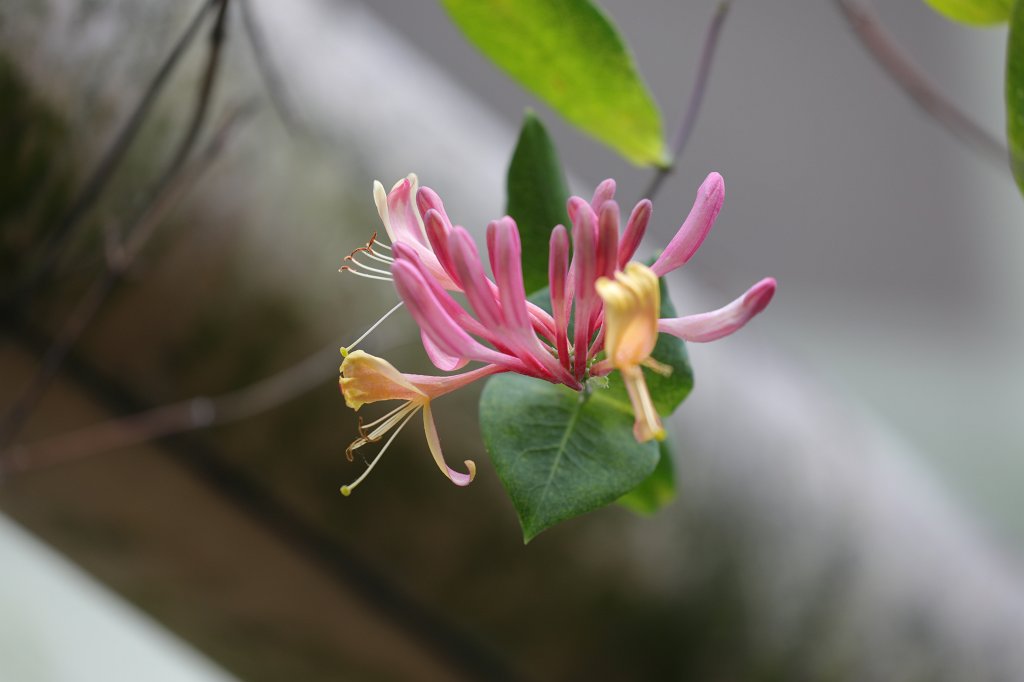 574B6059.JPG - Flower in the  Tierpark Hellabrunn  in  Munich 