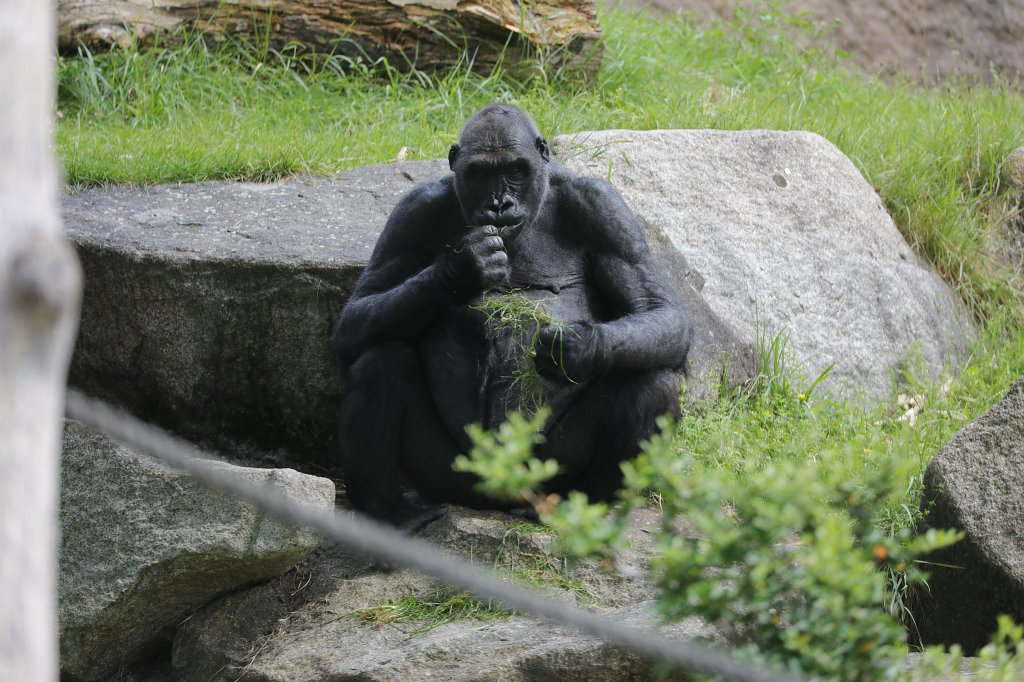 574B6061.JPG -  Gorilla  in the  Tierpark Hellabrunn  in  Munich 