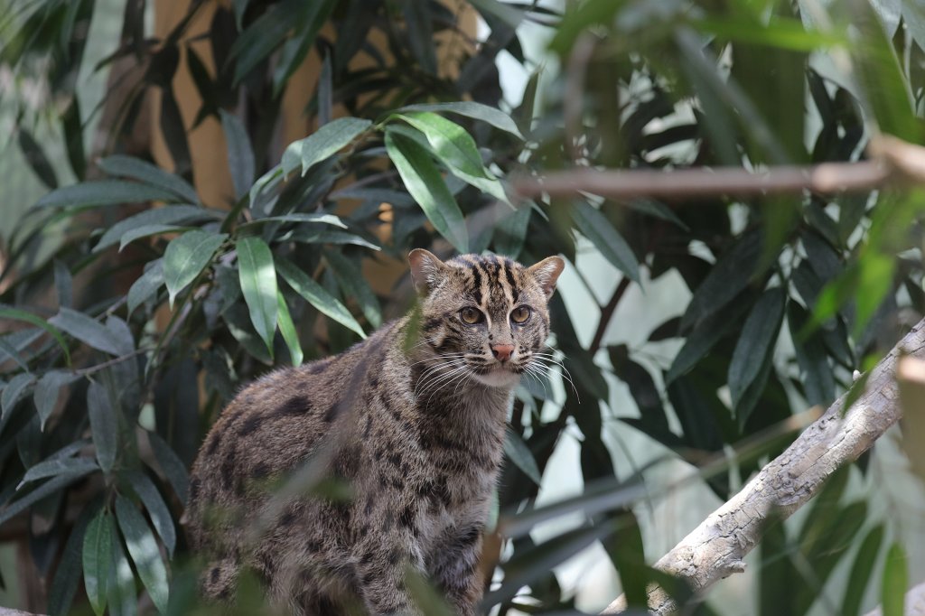 574B6093.JPG -  Fishing cat  ( Fischkatze ) in the  Tierpark Hellabrunn  in  Munich 