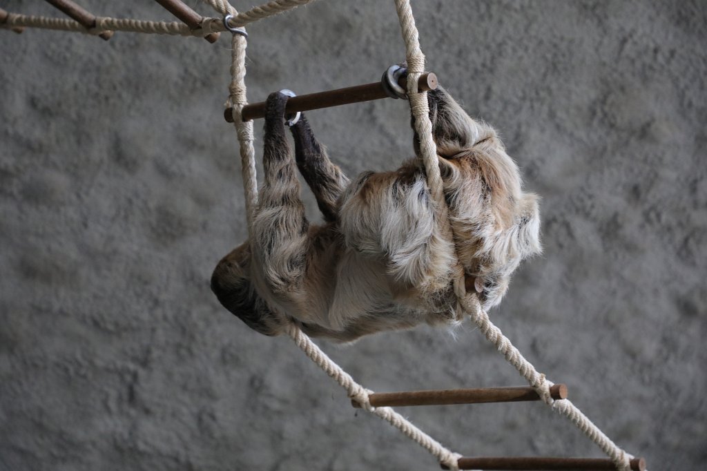 574B6233.JPG -  Linnaeus's two-toed sloth  ( Eigentliches Zweifingerfaultier ) in the  Tierpark Hellabrunn  in  Munich 