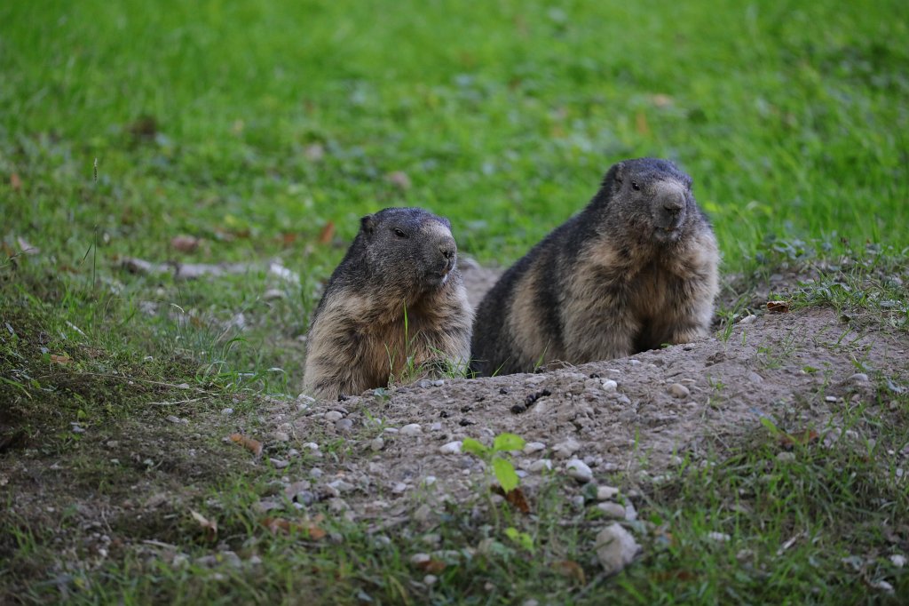 574B6255.JPG -  Alpine marmot  ( Alpenmurmeltier ) in the  Tierpark Hellabrunn  in  Munich 